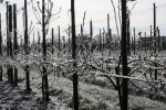 Fruittelers beschermen hun bloesems